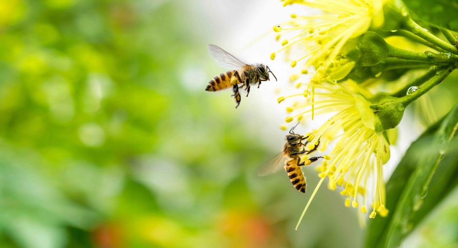 perfecta Fenster - Aktuelles - Bienenfreundlicher Garten