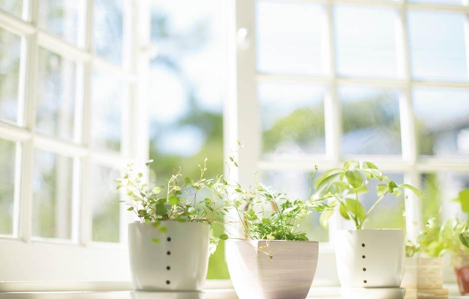 Der Frühling ist da und die Sonne scheint durchs Fenster.